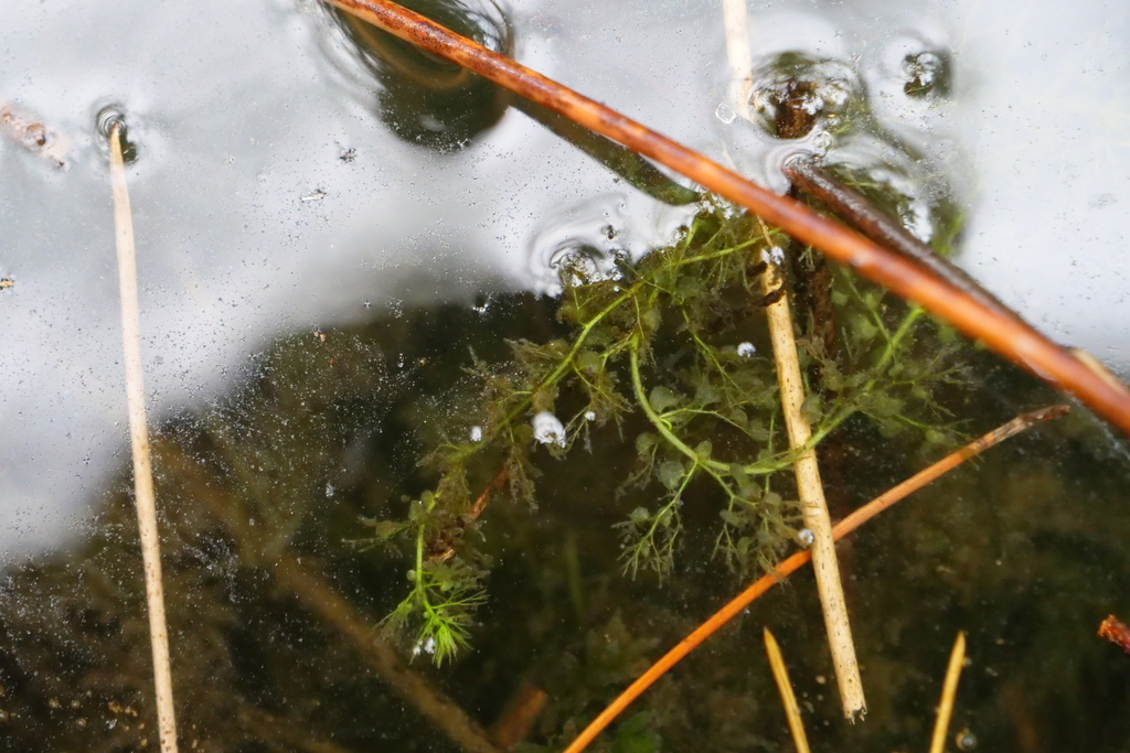 Utricularia australis R.Br. 4