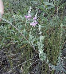 Indigofera sp11