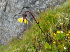 Cremanthodium thomsonii