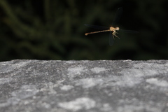 Argia moesta
