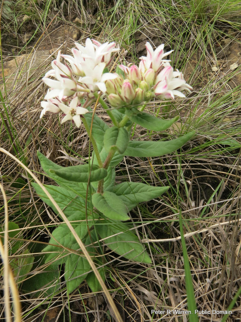 Schizoglossum elingue