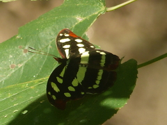 Catonephele cortesi