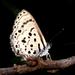 Black-Bordered Babul Blue - Photo (c) Brian du Preez, some rights reserved (CC BY-SA)