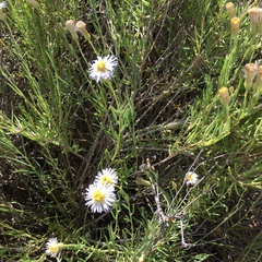 Minuria cunninghamii