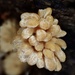 絲束菌屬 - Photo 由 balawu 所上傳的 (c) balawu，保留部份權利CC BY-NC
