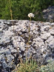 Cephalaria uralensis