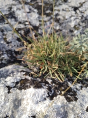 Cephalaria uralensis