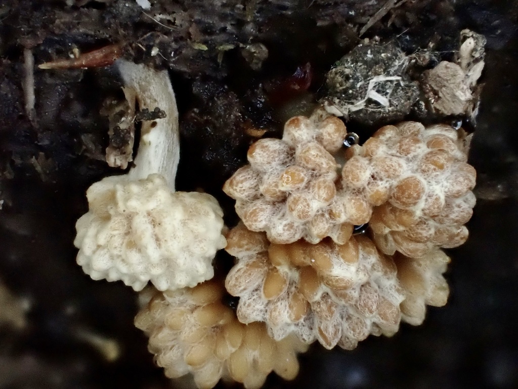 Synnematomyces