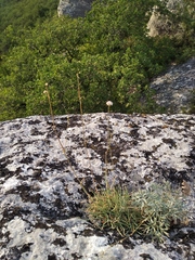 Cephalaria uralensis