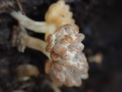 Synnematomyces capitatus