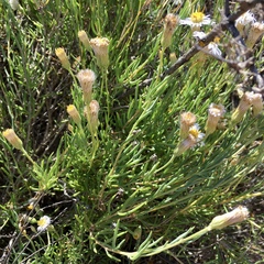 Minuria cunninghamii