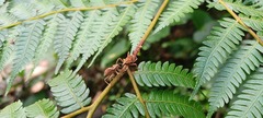 Cryptoderma formosense