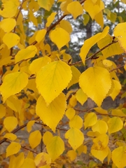 Betula platyphylla