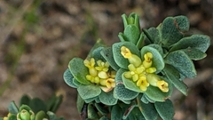 Pimelea serpyllifolia