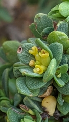 Pimelea serpyllifolia
