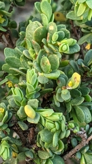 Pimelea serpyllifolia