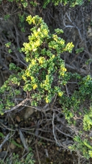 Pimelea serpyllifolia