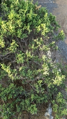 Pimelea serpyllifolia