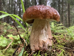 Boletus pinophilus