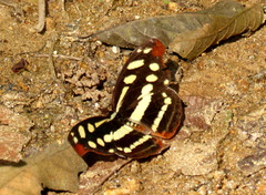 Catonephele cortesi