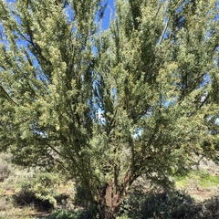 Acacia victoriae