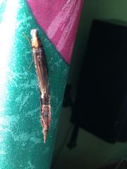 Atractocerus brevicornis