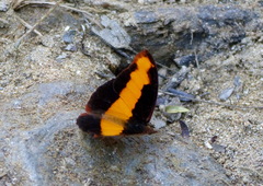 Catonephele cortesi