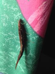 Atractocerus brevicornis