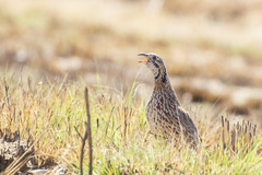 Scleroptila gutturalis