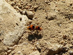 Dasymutilla cressoni