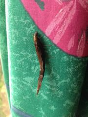 Atractocerus brevicornis