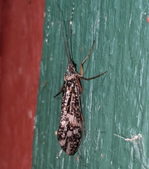 Clistoronia magnifica