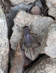 Velarifictorus aspersus