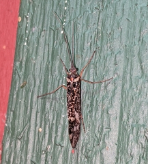 Clistoronia magnifica