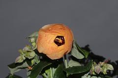 Hibiscus tiliaceus tiliaceus