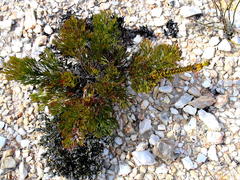 Paranomus longicaulis