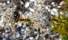 Paranomus longicaulis