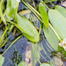 Aponogeton distachyos - Photo (c) Drepanostoma, algunos derechos reservados (CC BY-NC), subido por Drepanostoma