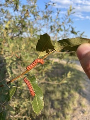 Anisota oslari