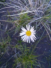 Allittia cardiocarpa