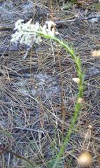 Struthiola striata