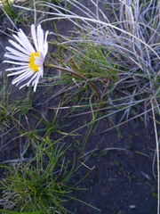 Allittia cardiocarpa