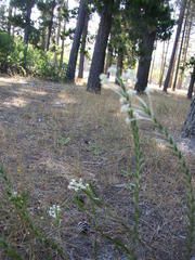Struthiola striata