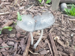 Coprinopsis lagopus