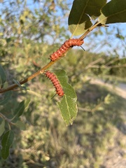 Anisota oslari