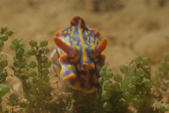 Miamira flavicostata