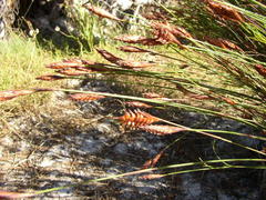 Staberoha distachyos