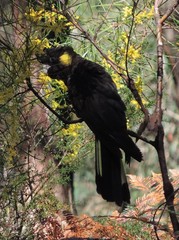 Zanda funerea funerea