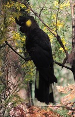 Zanda funerea funerea