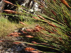 Staberoha distachyos